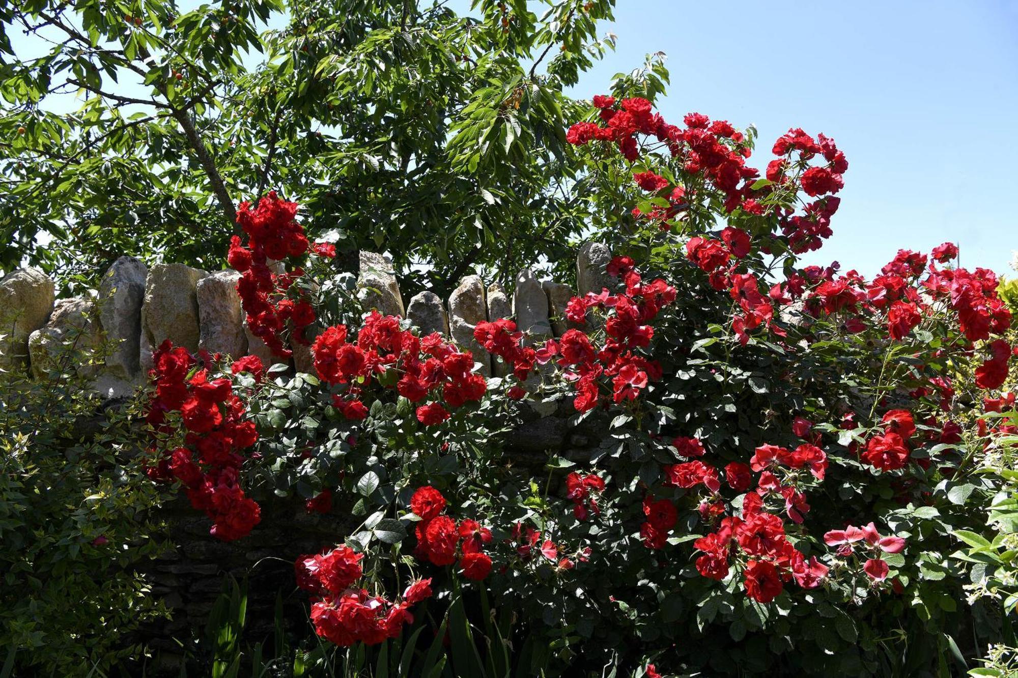 Bastide Des Demoiselles Bed & Breakfast Roussillon en Isere Dış mekan fotoğraf